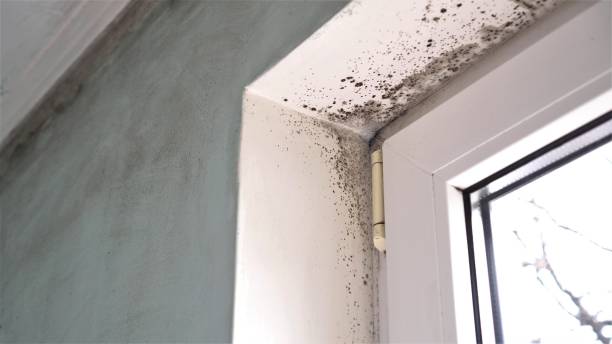 Best Mold Documentation for Insurance Claims  in Logansport, IN