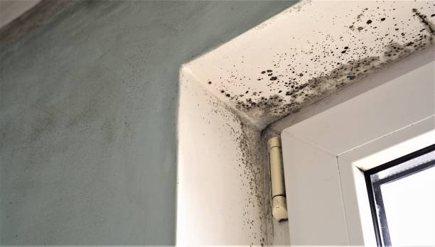 Best Residential Mold Inspection & Testing  in Logansport, IN