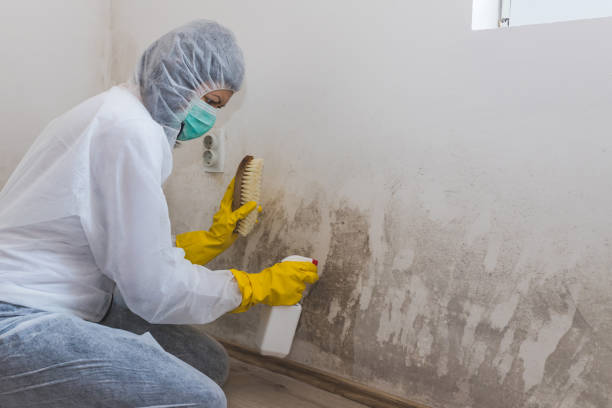 Best Biohazard Mold Removal  in Logansport, IN