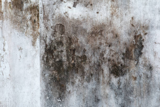 Best Post-Construction Mold Inspection  in Logansport, IN