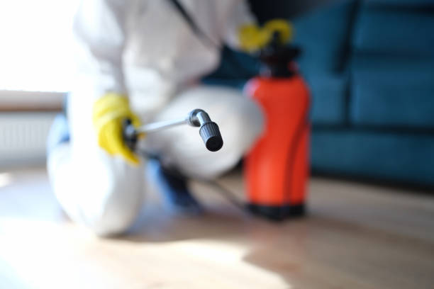 Best Basement Mold Removal  in Logansport, IN