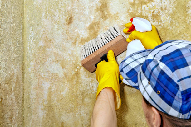 Best Mold Damage Restoration  in Logansport, IN