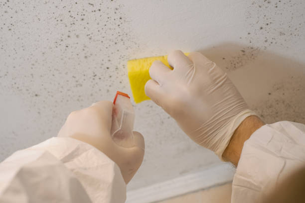 Best Emergency Mold Remediation  in Logansport, IN
