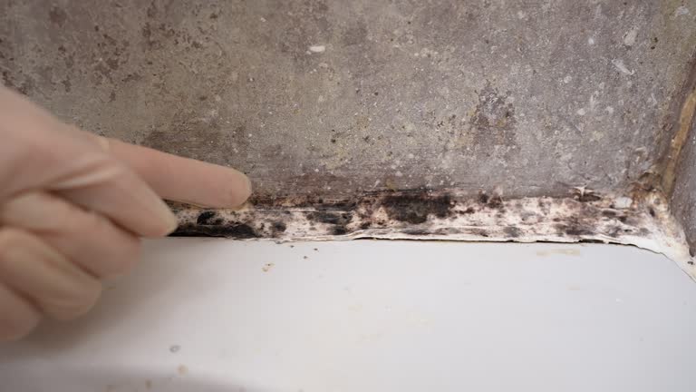 Best Real Estate Mold Inspection  in Logansport, IN