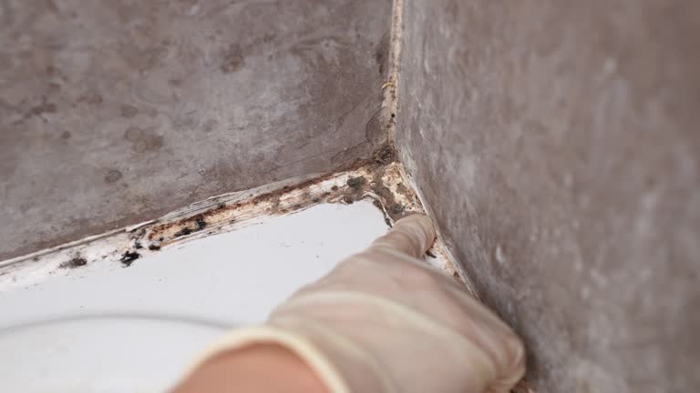 Best Commercial Mold Inspection  in Logansport, IN